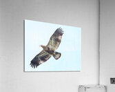 Bird Photography    Acrylic Print