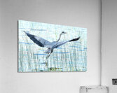 Bird Photography    Acrylic Print