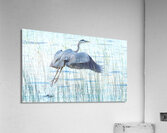 Bird Photography    Acrylic Print