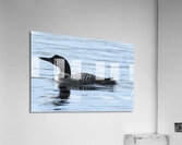 Bird Photography    Acrylic Print