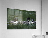 Bird Photography    Acrylic Print