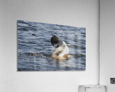 Bird Photography    Acrylic Print