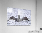 Bird Photography    Acrylic Print