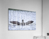 Bird Photography    Acrylic Print