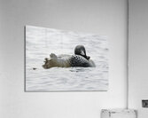 Bird Photography    Acrylic Print