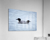 Bird Photography    Acrylic Print