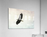 Bird Photography    Acrylic Print