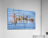 Bird Photography    Acrylic Print
