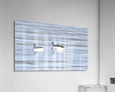 Bird Photography    Acrylic Print