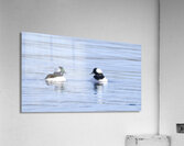 Bird Photography    Acrylic Print