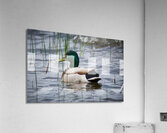Bird Photography    Acrylic Print