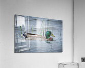 Bird Photography    Acrylic Print