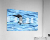 Bird Photography    Acrylic Print