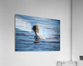 Bird Photography    Acrylic Print