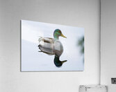 Bird Photography    Acrylic Print