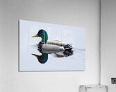 Bird Photography    Acrylic Print