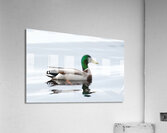Bird Photography    Acrylic Print