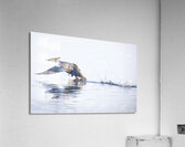 Bird Photography    Acrylic Print