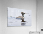 Bird Photography    Acrylic Print