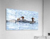 Bird Photography    Acrylic Print