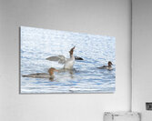 Bird Photography    Acrylic Print
