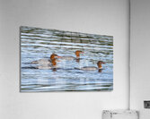 Bird Photography    Acrylic Print