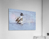 Bird Photography    Acrylic Print