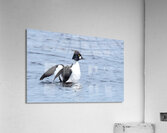 Bird Photography    Acrylic Print