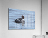 Bird Photography    Acrylic Print
