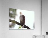 Bird Photography   Acrylic Print