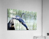 Bird Photography    Acrylic Print