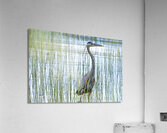 Bird Photography    Acrylic Print