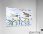 Bird Photography    Acrylic Print