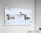 Bird Photography    Acrylic Print