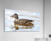 Bird Photography    Acrylic Print