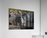 Bird Photography    Acrylic Print