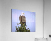 Bird Photography    Acrylic Print