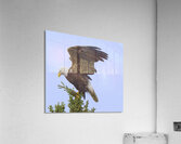 Bird Photography    Acrylic Print