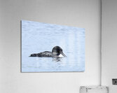 Bird Photography    Acrylic Print