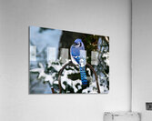 Bird Photography    Acrylic Print