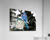 Bird Photography    Acrylic Print