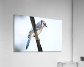 Bird Photography    Acrylic Print