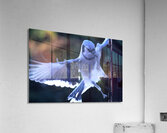 Bird Photography    Acrylic Print