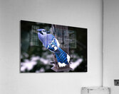 Bird Photography    Acrylic Print