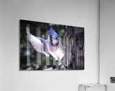 Bird Photography    Acrylic Print