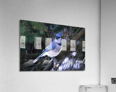 Bird Photography    Acrylic Print