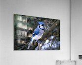 Bird Photography    Acrylic Print