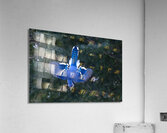 Bird Photography    Acrylic Print