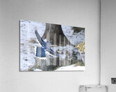 Bird Photography    Acrylic Print