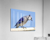 Bird Photography    Acrylic Print